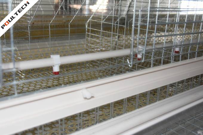 TechEasy Pullet Cage
