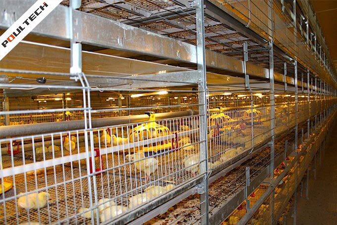 TechPro Broiler Cage With Auto-Harvesting