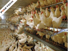 Cage-Free Egg Production
