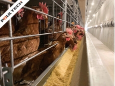 HOW TO STRENGTHENING POULTRY CHICKEN HOUSE RAISING MANAGEMENT MEASURES？