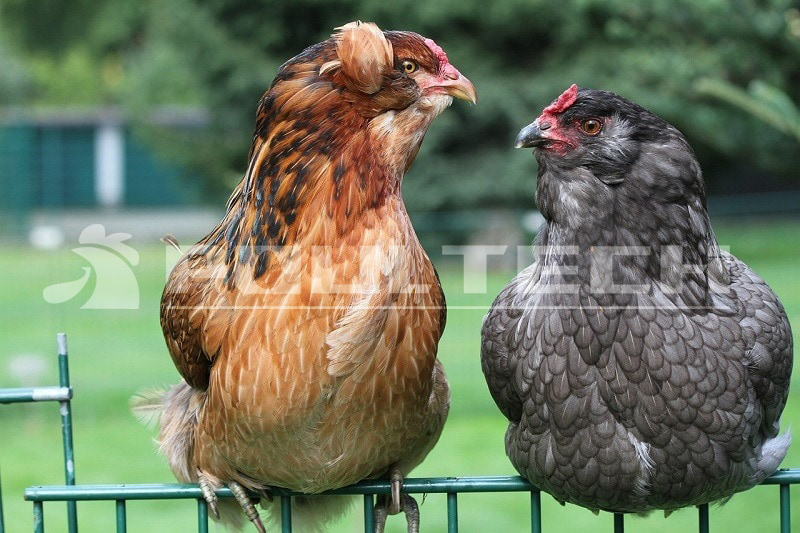 Araucana Chicken