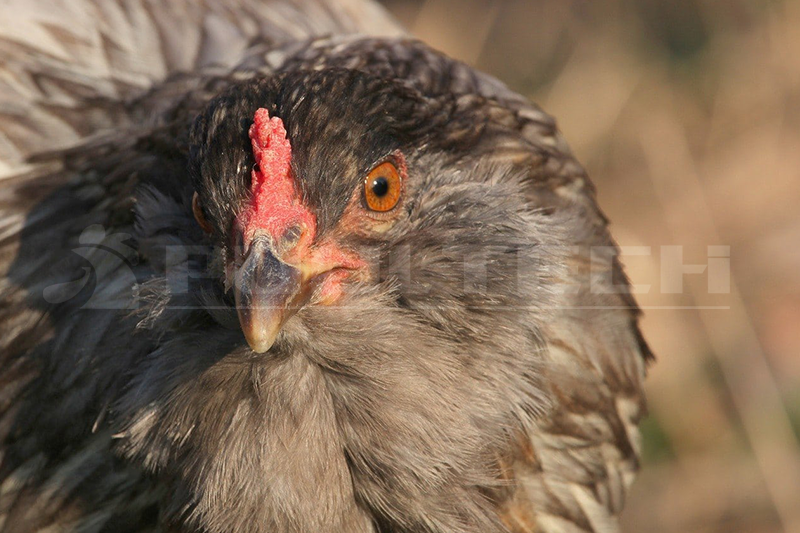 Easter Egger Chickens