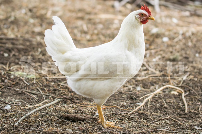 Leghorn Chickens