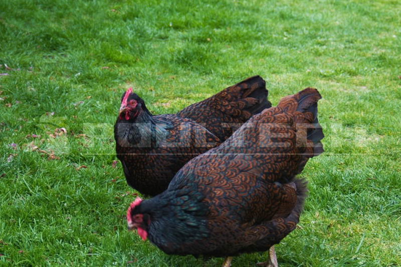 Barnevelder Chickens