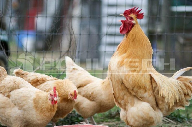 Buff Orpington Chicken