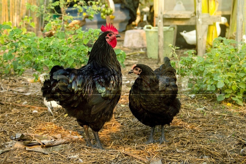 Australorp Chicken