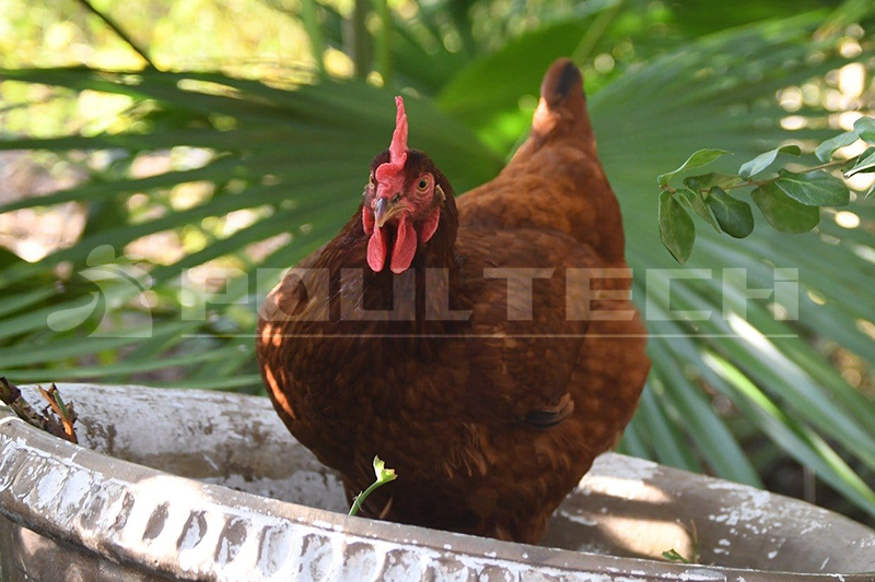 Rhode Island Red Chicken