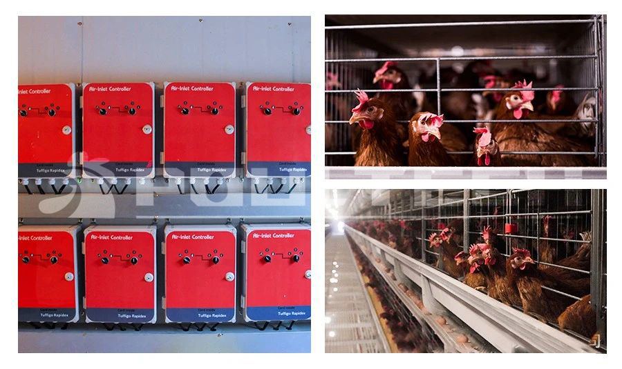 300,000 laying hens project in Anyang City