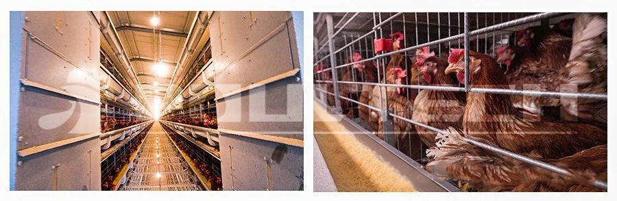 300,000 laying hens project in Anyang City