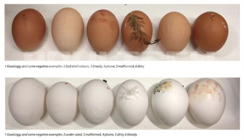 egg quality