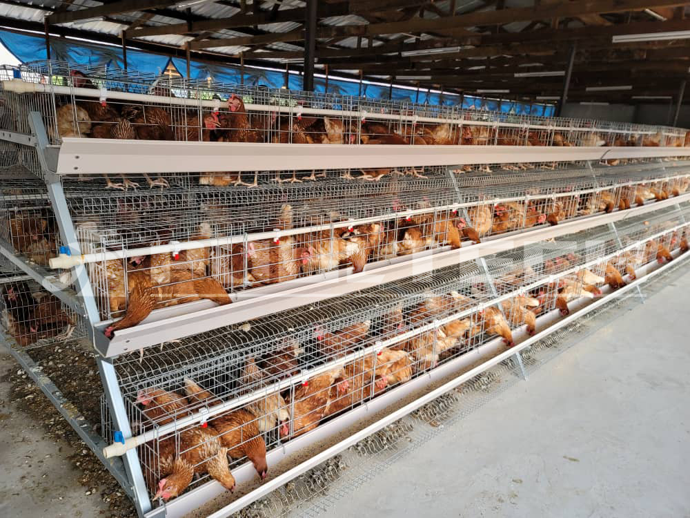 A-type and H-type chicken cages