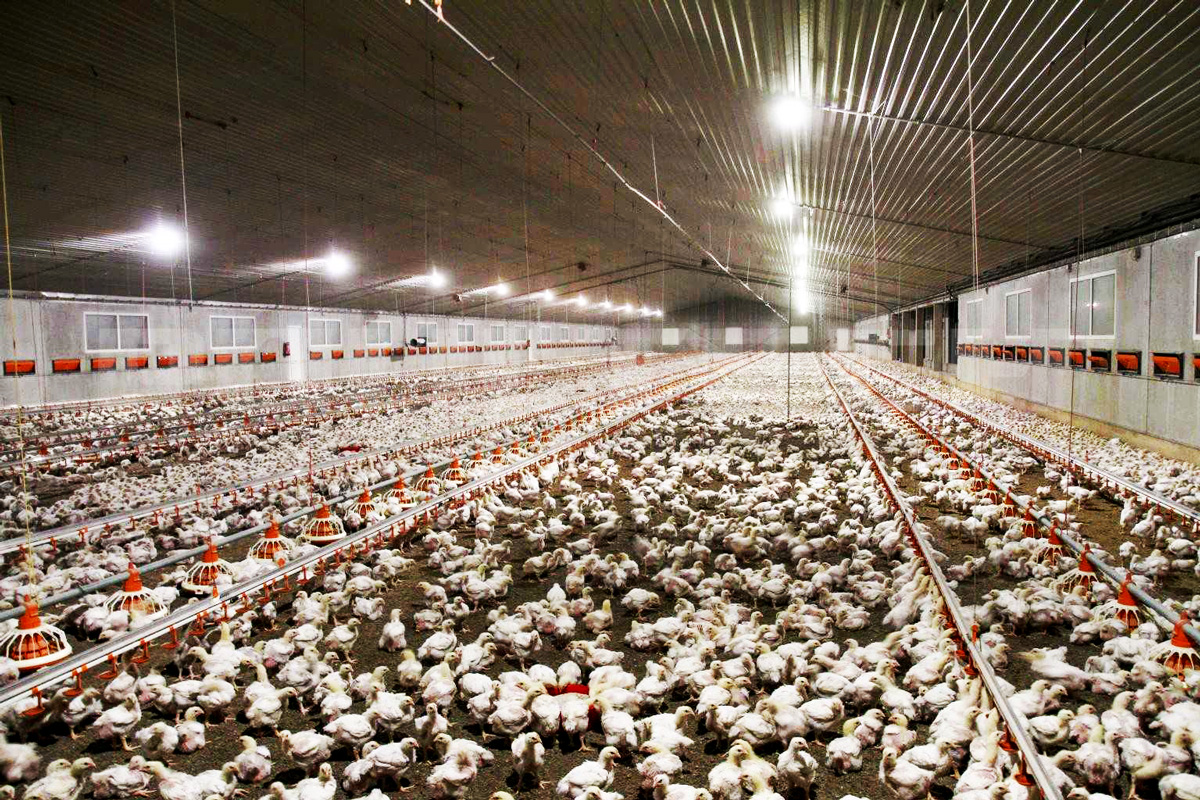 poultry farm