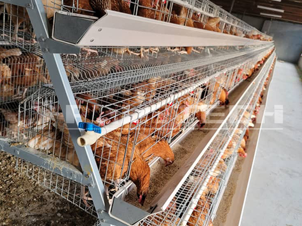 layer cage chicken house
