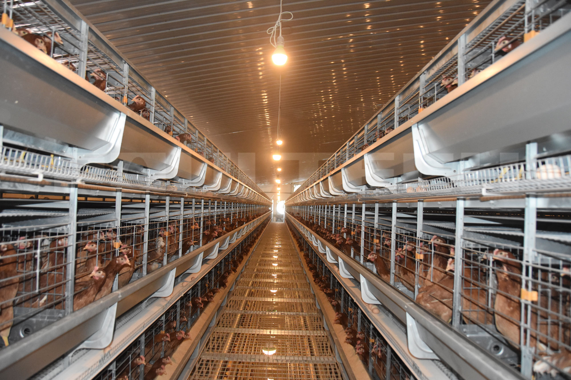 H Type layer chicken cage