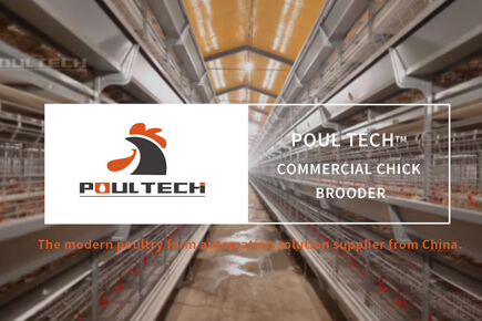 commercial chick brooder